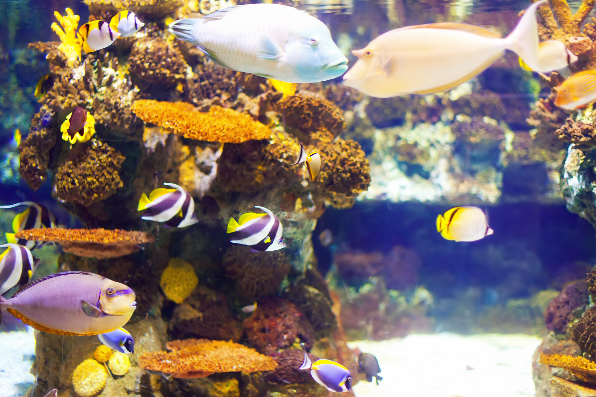 aquario marinho