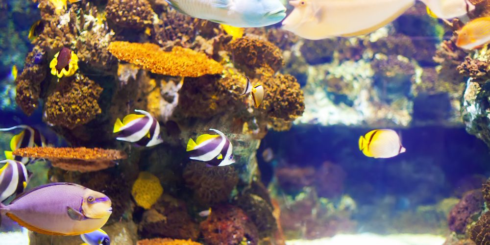 aquario marinho