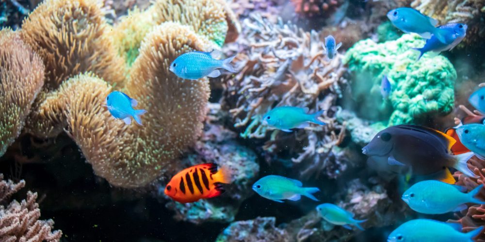 The  Ctenochaetus tominiensis, Flame angelfish, Blue malawi cichlids fishes and Actinia coral